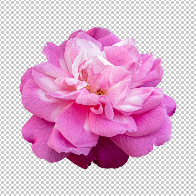 Premium Psd Pink Rose Flower Isolated Rendering