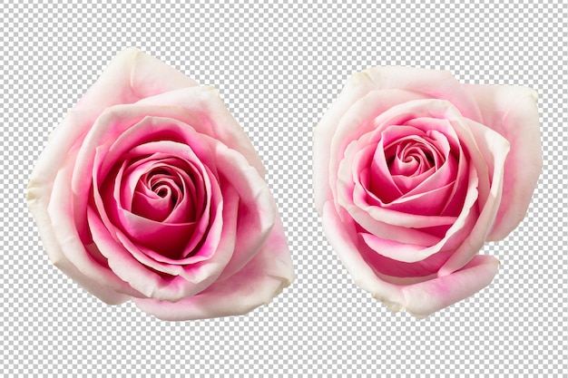 Vintage Roses Images Free Vectors Stock Photos Psd