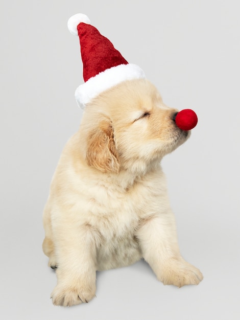 Free PSD | Portrait of a cute golden retriever puppy wearing a santa hat