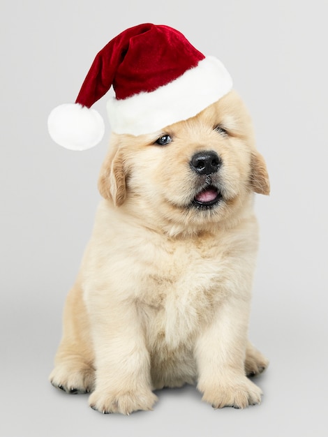 Portrait of a cute golden retriever puppy wearing a santa hat PSD file ...