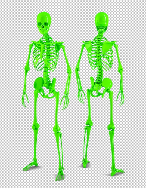 フルサイズの人間の骨格の背面図と前面図 プレミアムpsdファイル