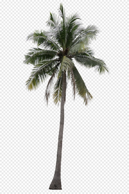 Premium PSD | Realistic coconut palm tree isolated