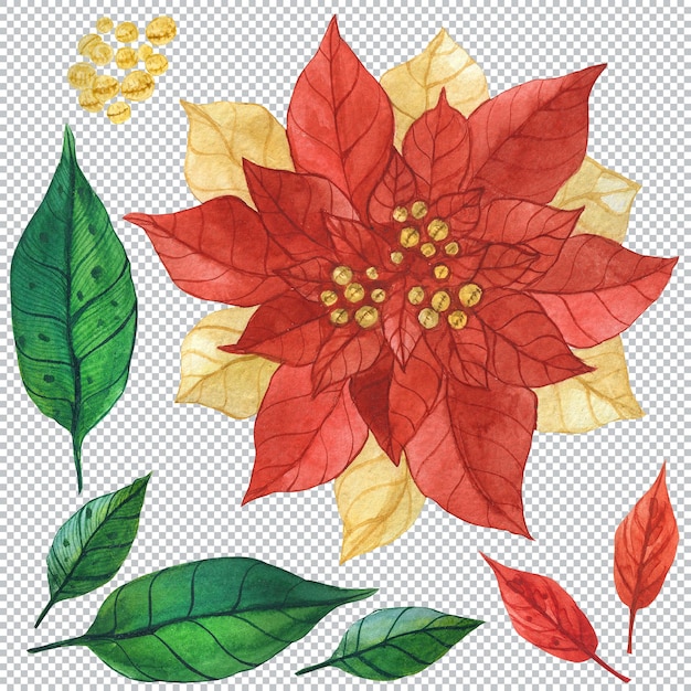 Premium PSD | Red And Gold Poinsettia. Christmas Decorative Floral ...