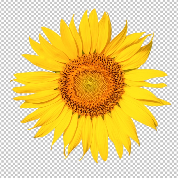 Download Free Sunflower Images Free Vectors Stock Photos Psd Use our free logo maker to create a logo and build your brand. Put your logo on business cards, promotional products, or your website for brand visibility.