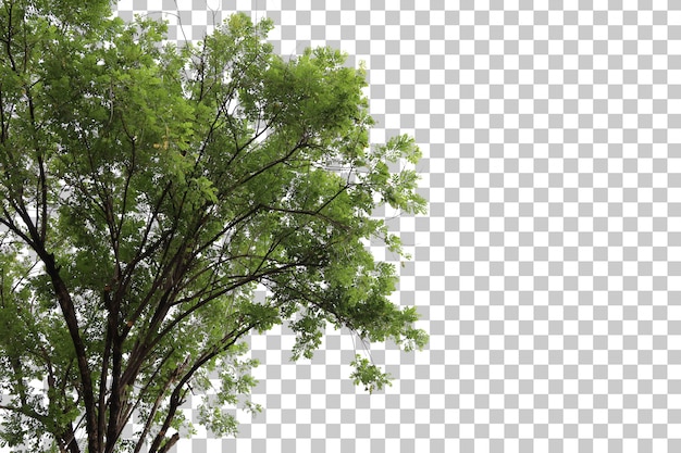 Premium PSD | Tree foreground