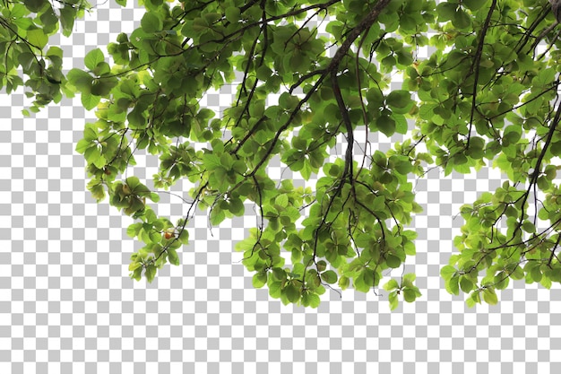 Premium PSD | Tree foreground