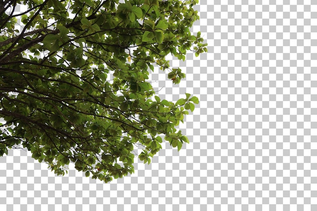 Premium PSD Tree foreground 