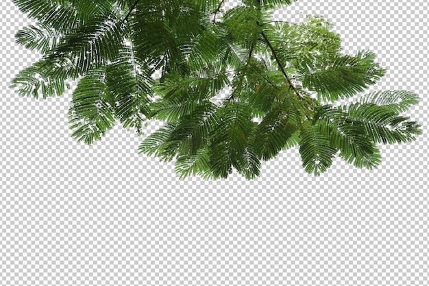 Premium PSD | Tropical tree leaves and branch foreground isolated