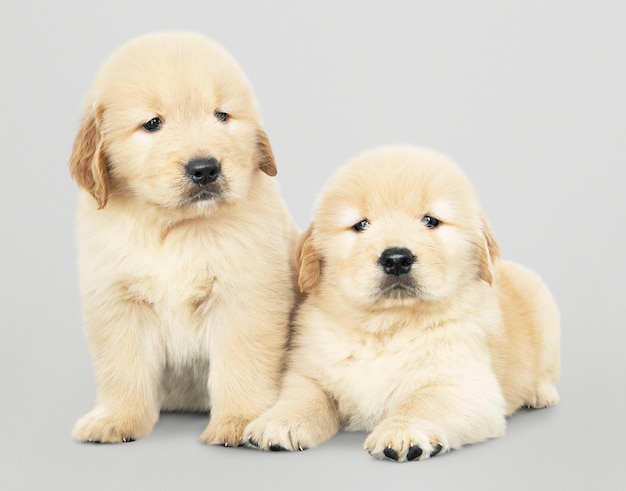 free golden retriever puppies