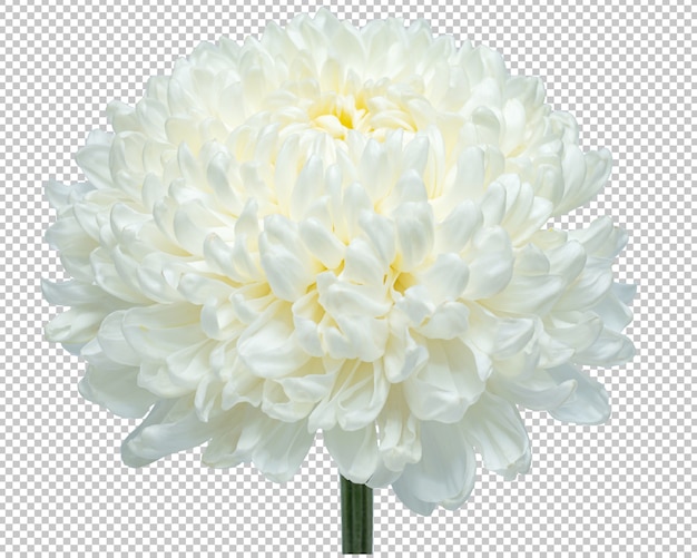 孤立した透明度に白い菊の花 花 プレミアムpsdファイル