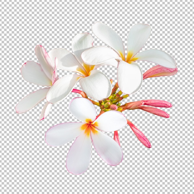 Download Free White Pink Bouquet Plumeria Flowers On Isolated Transparency Use our free logo maker to create a logo and build your brand. Put your logo on business cards, promotional products, or your website for brand visibility.