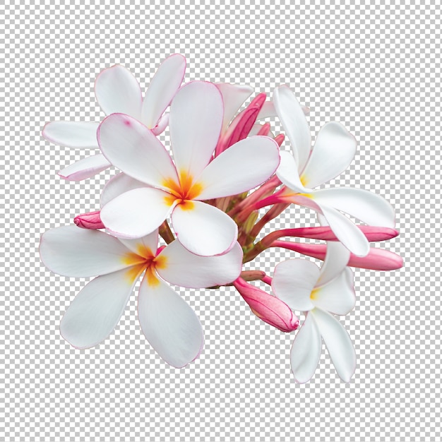 White-pink bouquet plumeria flowers isolated on transparent Premium Psd