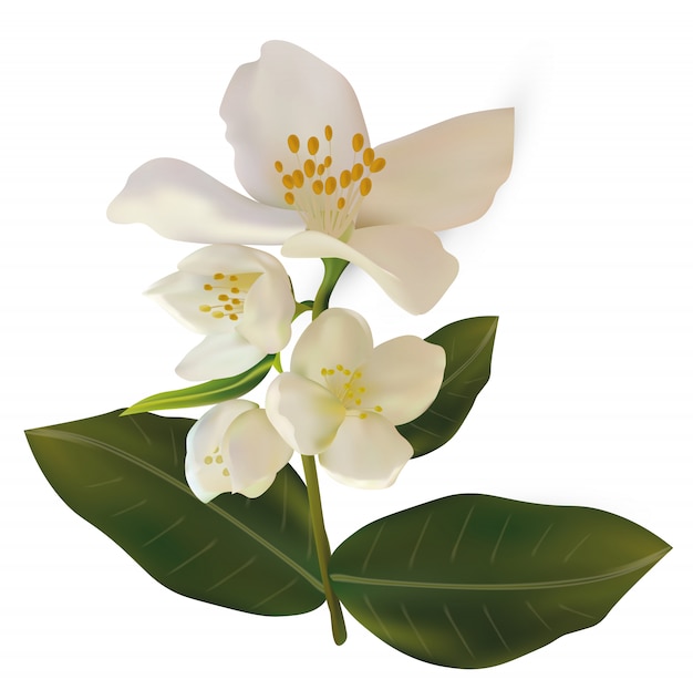 3d realistic white jasmine | Premium Vector