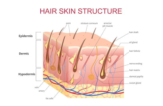 髪の皮膚の頭皮の3d構造 解剖学教育インフォグラフィック情報ポスターイラスト プレミアムベクター