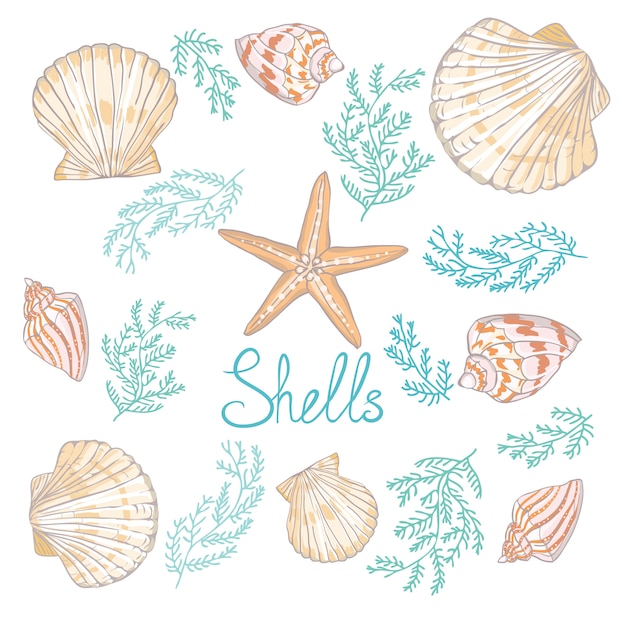 手描きの背景イラスト 貝殻のコレクション プレミアムベクター