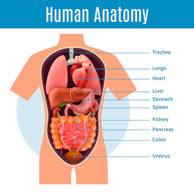身体器官の名前を持つ人間の解剖学のリアルなイラスト 無料のベクター