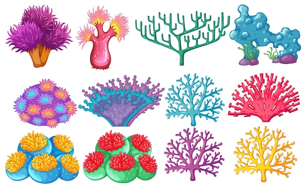異なるタイプのサンゴ礁イラスト プレミアムベクター