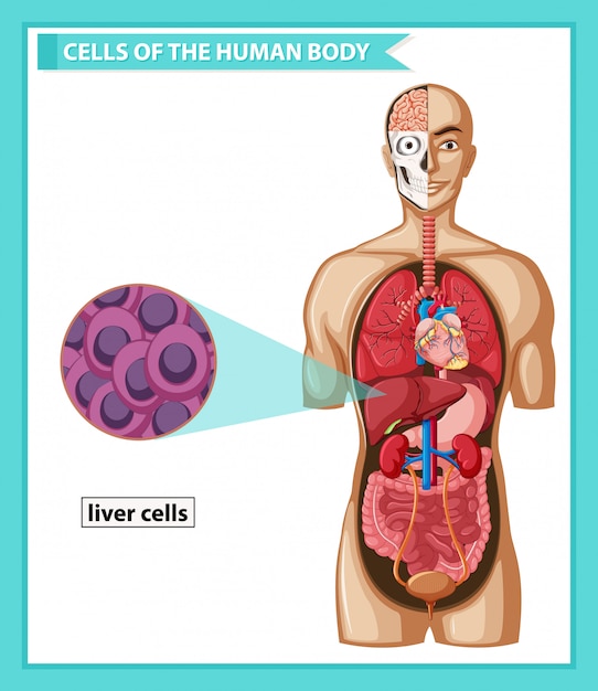 ヒト肝細胞の科学的医療イラスト 無料のベクター
