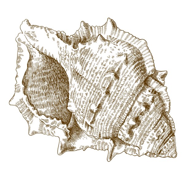 スパイラル貝殻のイラストを彫刻 プレミアムベクター