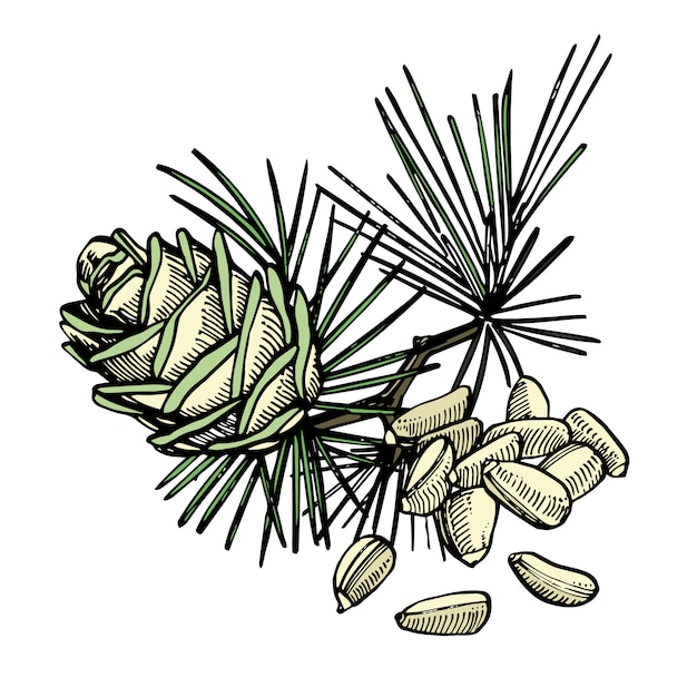 松の実と杉コーンの手描きイラスト プレミアムベクター