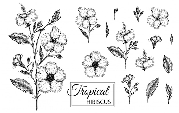 分離された熱帯の花のベクトルイラスト 手描きのハイビスカス 花のグラフィックの黒と白のイラスト 熱帯のデザイン要素 ラインシェーディングスタイル プレミアムベクター
