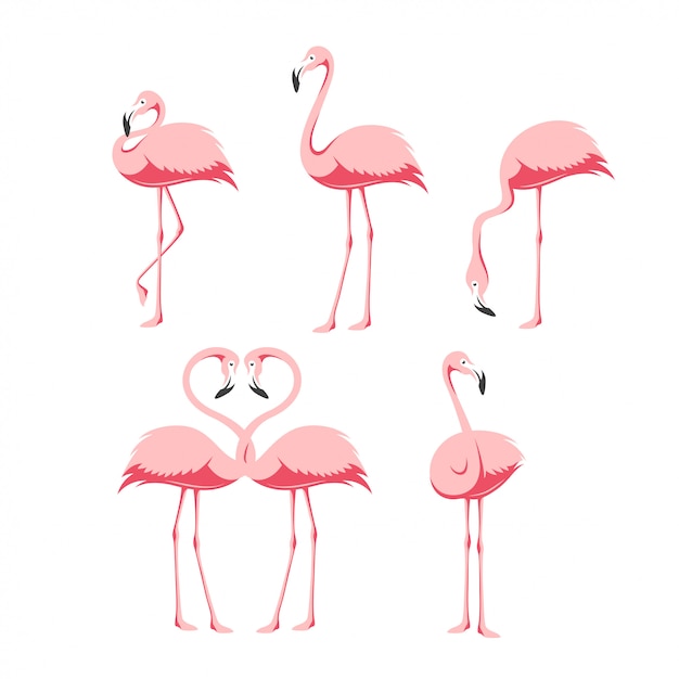 ピンクのフラミンゴ鳥セット プレミアムベクター