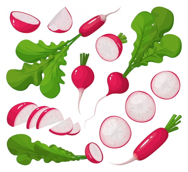 赤い大根漫画は アイコンを設定します 白い背景のイラスト野菜 孤立した漫画は アイコン大根を設定します プレミアムベクター