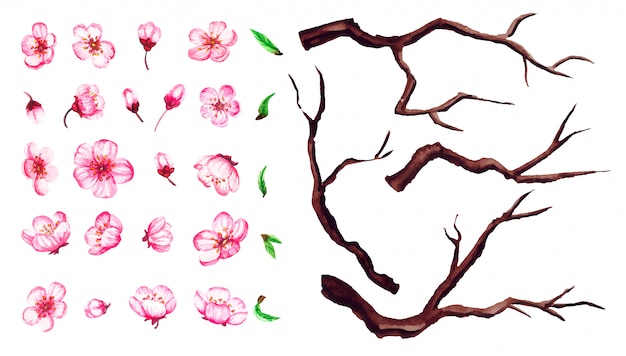 桜の花 葉 枝のセットです 白で隔離さくら花のイラスト
