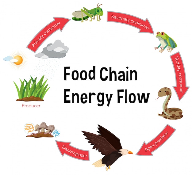 食物連鎖エネルギーフロー図 プレミアムベクター