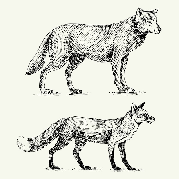 野生の灰色オオカミと古いキツネのヴィンテージの動物で描かれた刻まれた手描きのキツネ プレミアムベクター