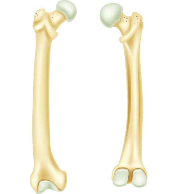人間の骨の解剖学の図 プレミアムベクター