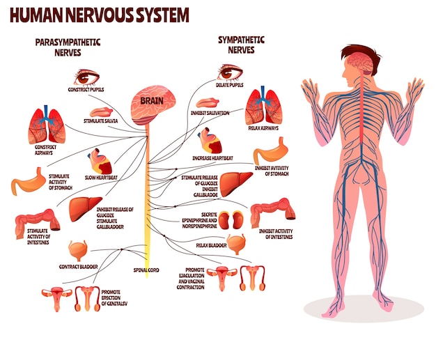 人間の神経系のイラスト 脳の副交感神経を持つ人体の漫画デザイン