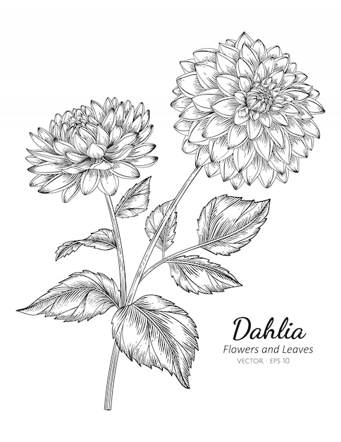 ダリアの花は 白い背景のラインアートとイラストを描きます