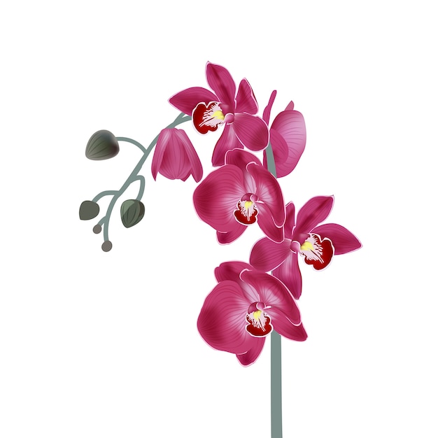 ピンクのランとイラスト 現実的な植物のイラスト プレミアムベクター