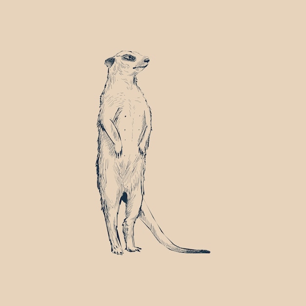 ミーア キャット イラスト ミーアキャット Meerkat の生態 野生動物 絶滅動物の図鑑サイト Tomorrow Is Lived