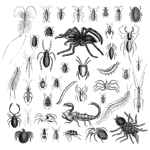 すべての動物の画像 新鮮な昆虫 イラスト 白黒