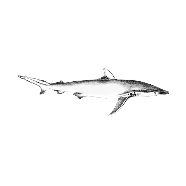サメのヴィンテージのイラスト 無料のベクター