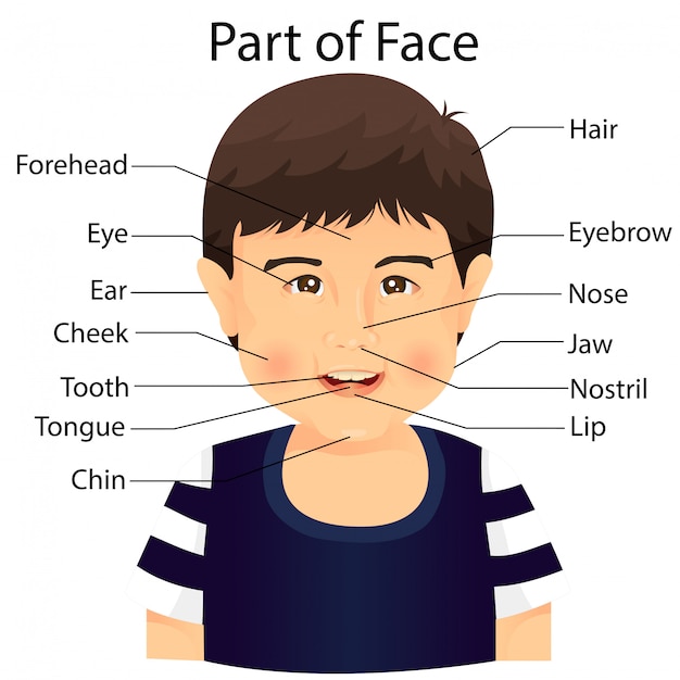 Parts of face