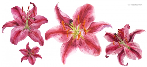 アジアリリースターゲイザーの花の水彩画をトレース プレミアムベクター