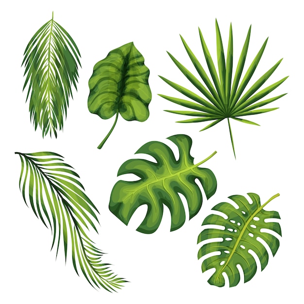 エキゾチックなジャングルの植物はベクトルイラストセットを残します