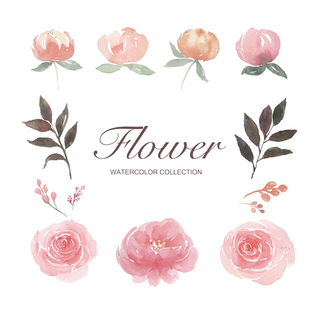 水彩牡丹 バラ 花のつぼみ 白で隔離される要素のイラストのセット