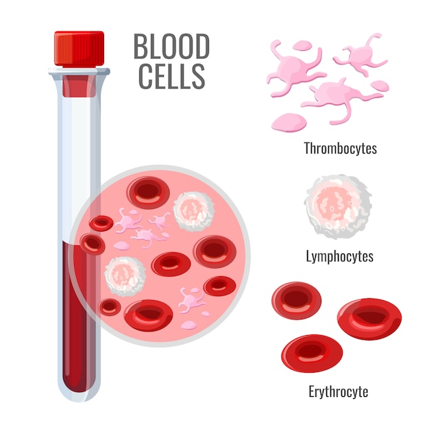 ガラス細胞を用いた血液細胞の研究 血小板 リンパ球 赤血球 孤立した漫画イラスト プレミアムベクター