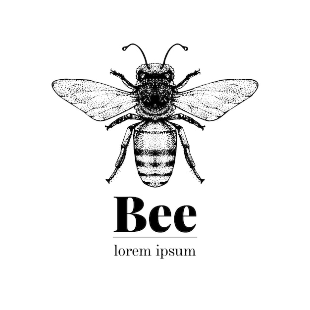 ベクトル手描き蜂イラスト レトロなスタイルのロゴのテンプレート