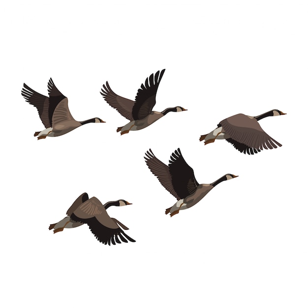 アヒルの群れ 漫画の鳥の群れ 飛ぶ鳥のイラスト プレミアムベクター