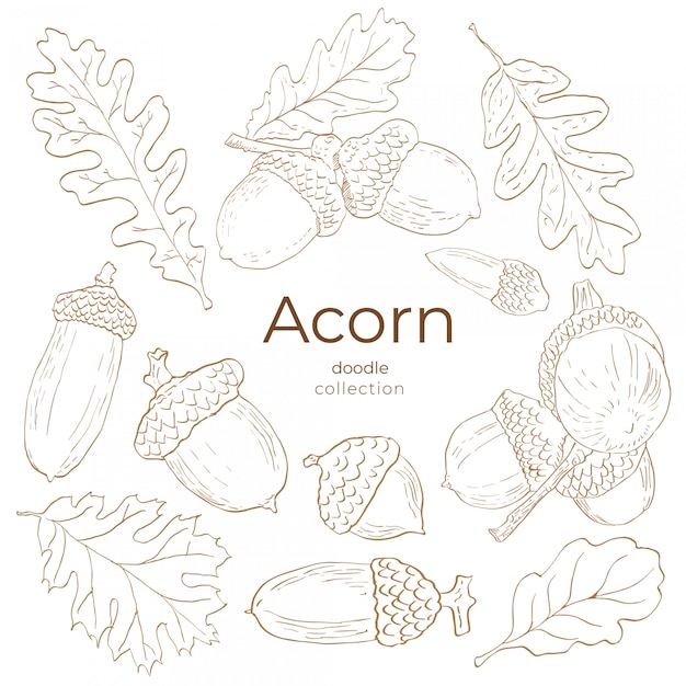 Acorn doodle collection | Premium Vector