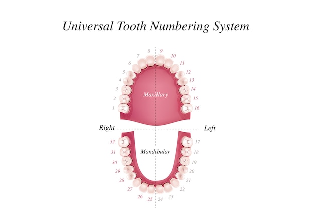 Adult Teeth Numbering Chart