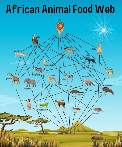 Free Vector African Animal Food Web For Education   African Animal Food Web Education 1308 53191 