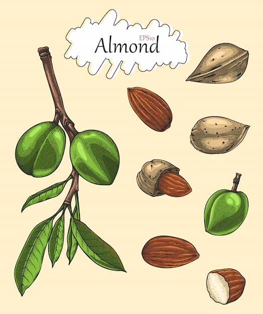 Premium Vector Almond collection hand drawing vintage style.engraving