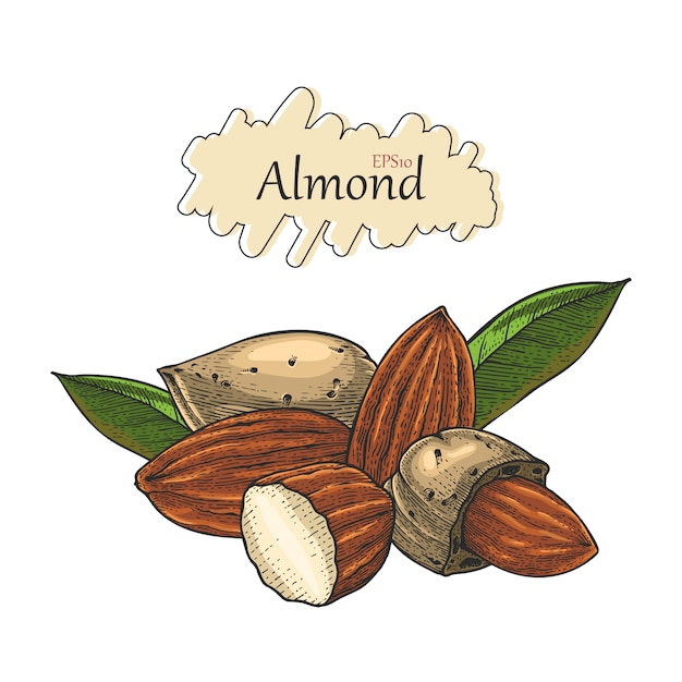 Premium Vector Almond collection hand drawing