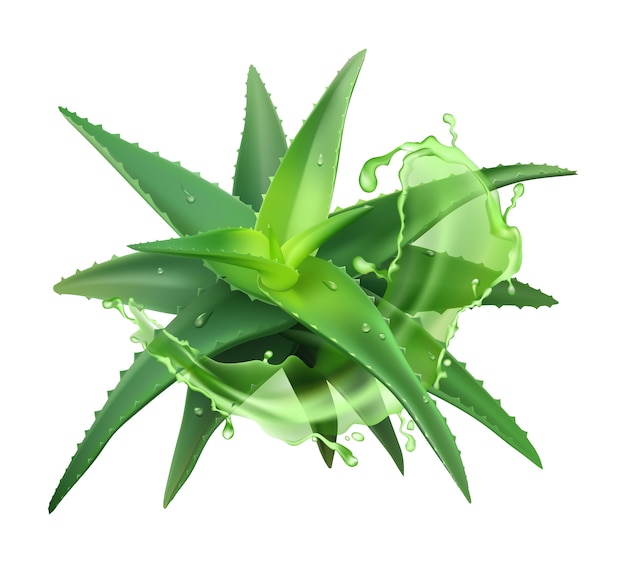  Aloe realistic plant. green aloe vera, medicine plant and juice splash, natural cosmetology compone